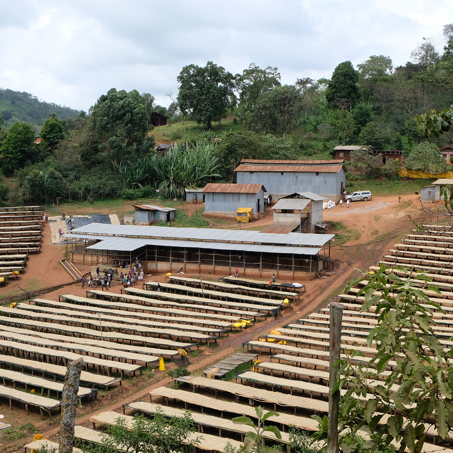 デカフェ エチオピア シャキッソ ナチュラル 【JAS認証 Decaf Ethiopia Shakiso TADE GG Natural】