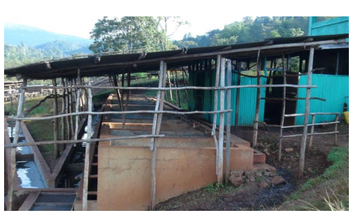 イルガチェフェ コンガ ウォッシュド 【Yirgacheffe Konga G-1 Washed】