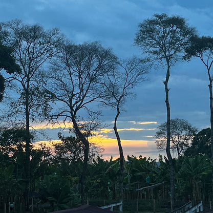 コロンビア エルオリヘン サーマルショック 【Colombia El Origen Pink Bourbon Thermal Shock Washed】