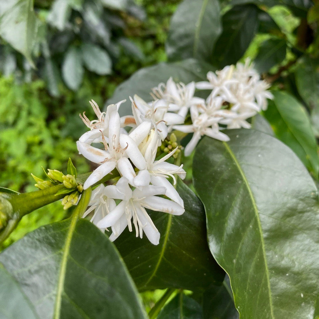 コロンビア エルオリヘン サーマルショック 【Colombia El Origen Pink Bourbon Thermal Shock Washed】