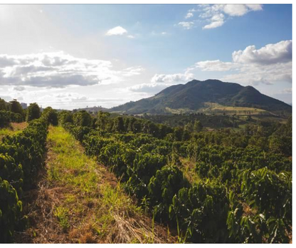 ブラジル アララ ナチュラル【Brazil Serra e Leite Tuccano Arara Natural 】