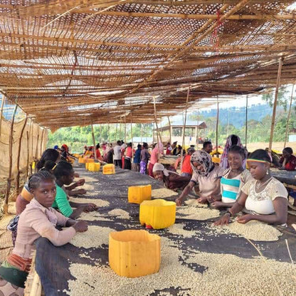 エチオピア チェルベサ アナエロビック ナチュラル 【Ethiopia Chelbesa #4 Anaerobic Natural】