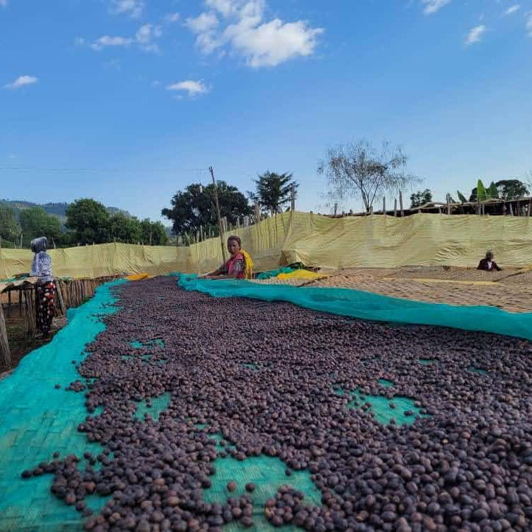 エチオピア チェルベサ アナエロビック ナチュラル 【Ethiopia Chelbesa #4 Anaerobic Natural】