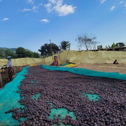 エチオピア チェルベサ アナエロビック ナチュラル 【Ethiopia Chelbesa #4 Anaerobic Natural】