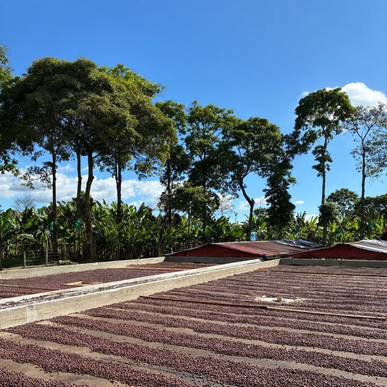 コロンビア エルオリヘン サーマルショック 【Colombia El Origen Pink Bourbon Thermal Shock Washed】