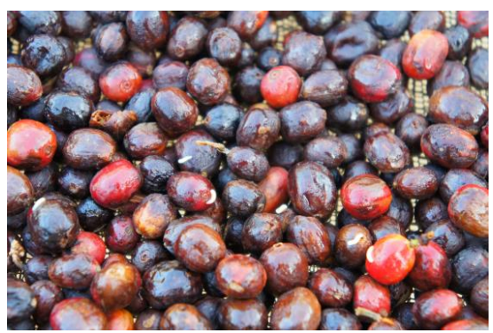 デカフェ エチオピア【Decaf Ethiopia Sidamo Mountain Water Washed】