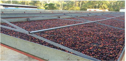 デカフェ エチオピア【Decaf Ethiopia Sidamo Mountain Water Washed】