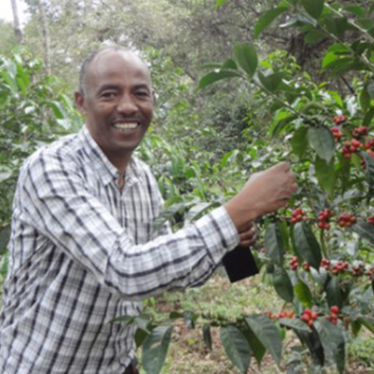 デカフェ エチオピア シャキッソ ナチュラル 【JAS認証 Decaf Ethiopia Shakiso TADE GG Natural】