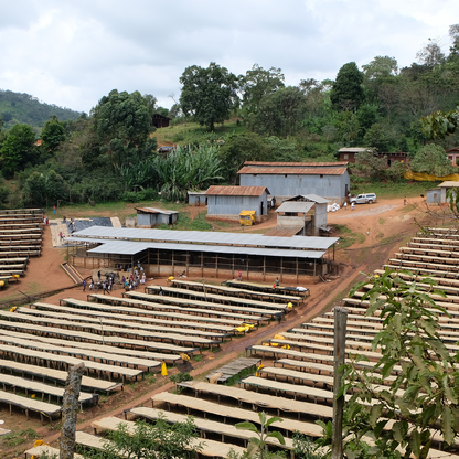 デカフェ エチオピア シャキッソ ナチュラル 【JAS認証 Decaf Ethiopia Shakiso TADE GG Natural】