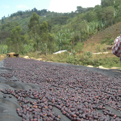 デカフェ エチオピア シャキッソ ナチュラル 【JAS認証 Decaf Ethiopia Shakiso TADE GG Natural】
