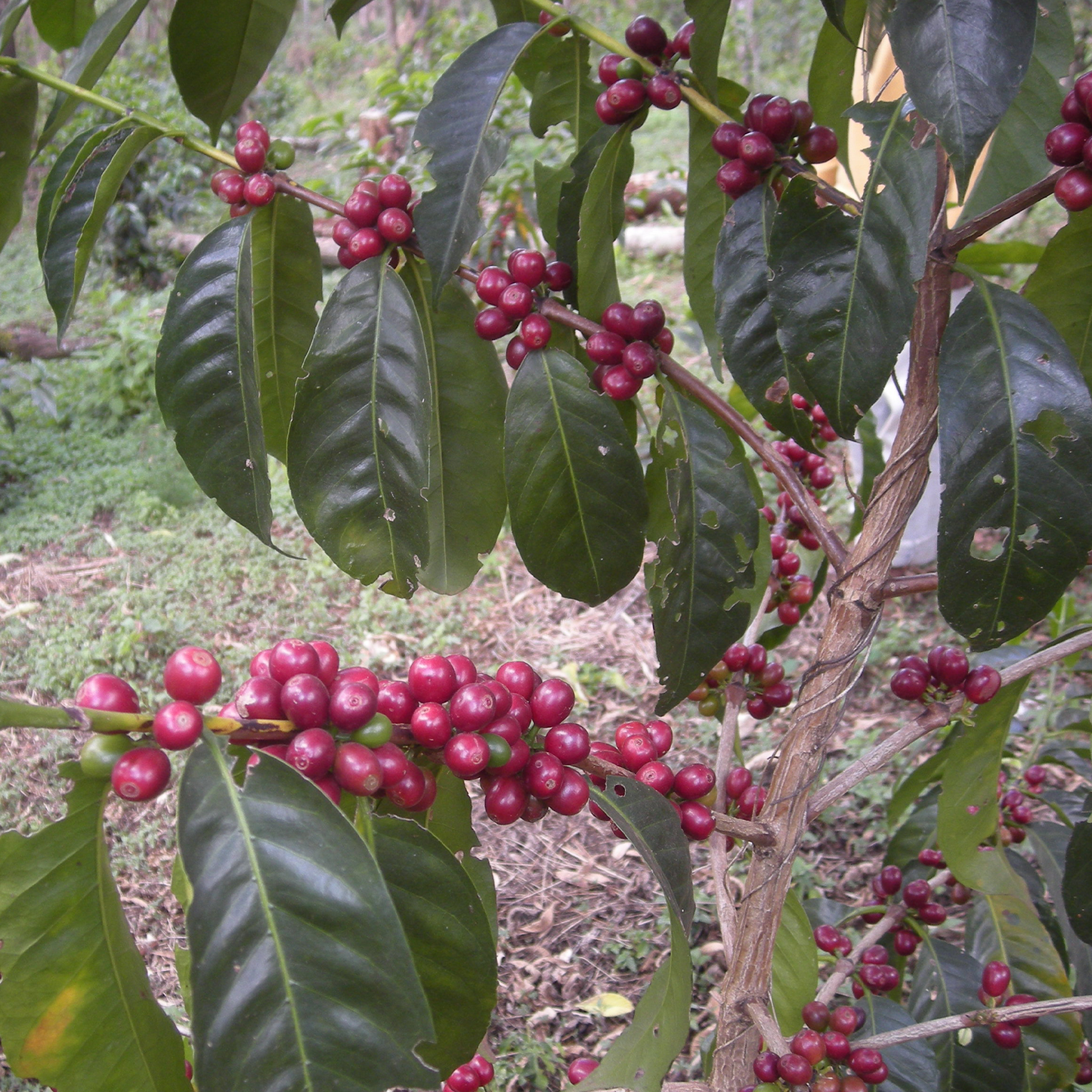 デカフェ エチオピア シャキッソ ナチュラル 【JAS認証 Decaf Ethiopia Shakiso TADE GG Natural】