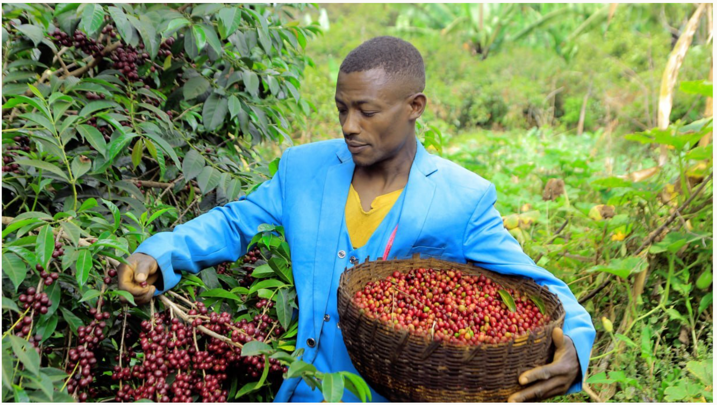 エチオピア ナチュラル 【Ethiopia Burtukaana Banko Chelchele #1 Natural】