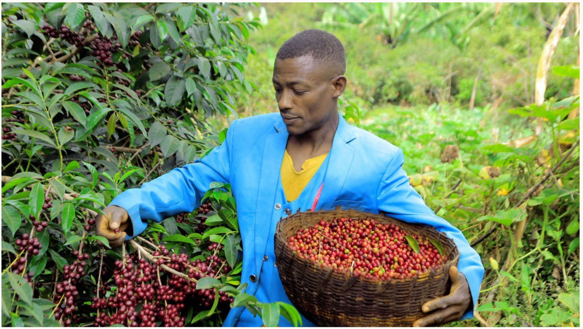 エチオピア ナチュラル 【Ethiopia Burtukaana Banko Chelchele #1 Natural】