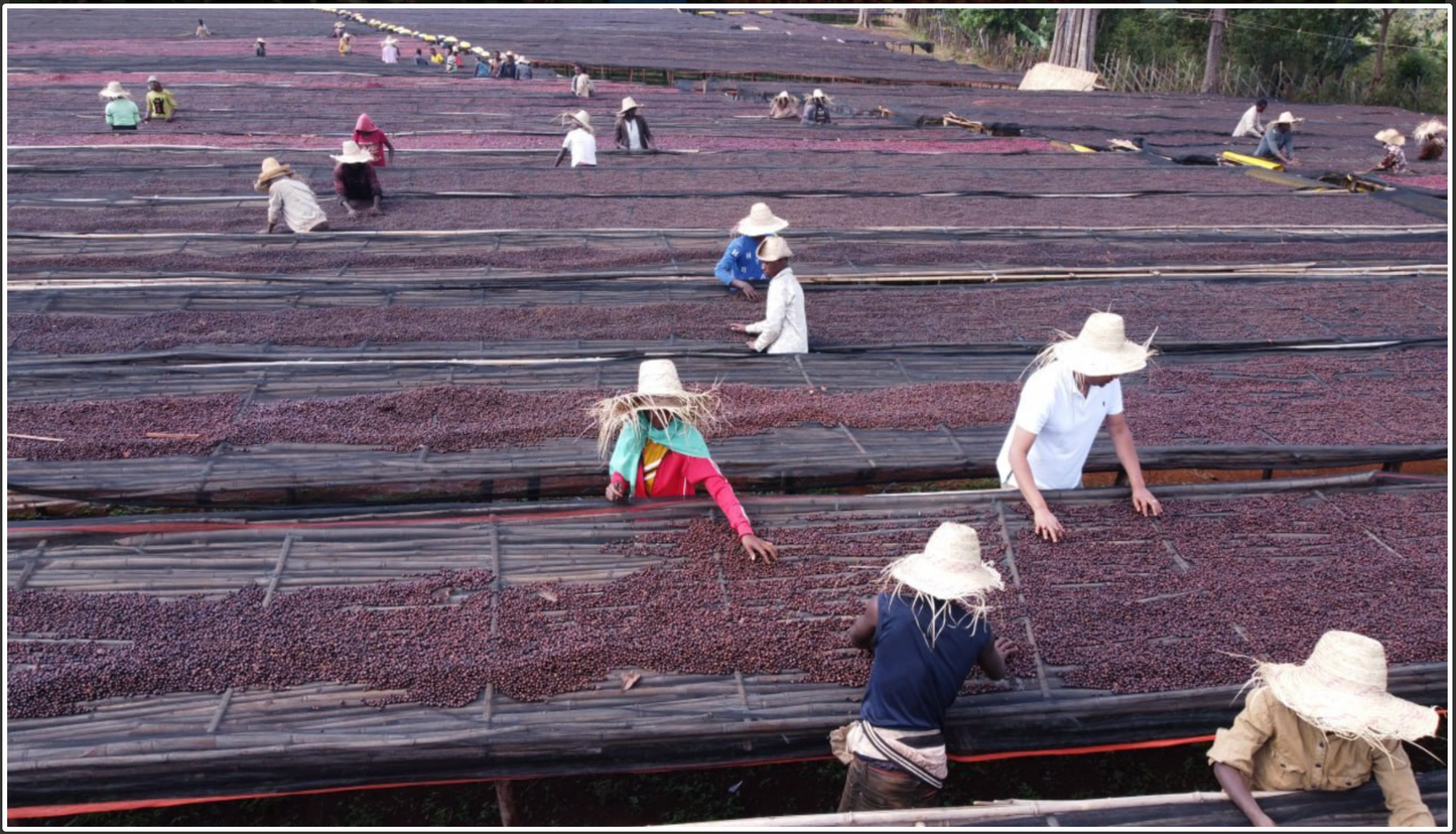 エチオピア ナチュラル 【Ethiopia Burtukaana Banko Chelchele #1 Natural】