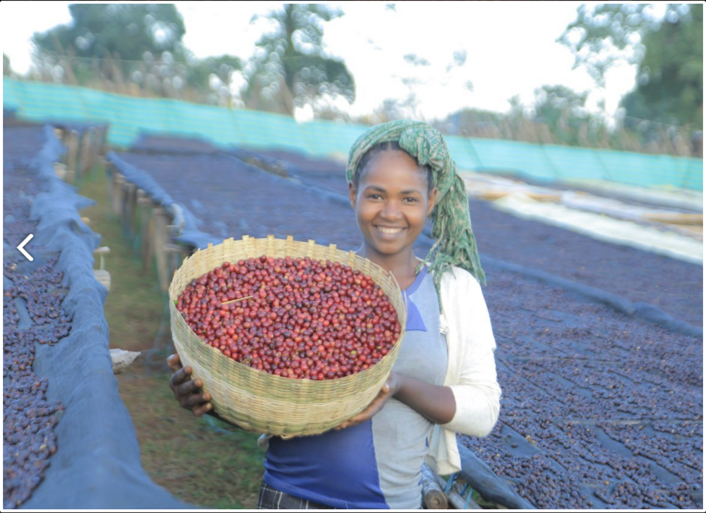 エチオピア ナチュラル 【Ethiopia Burtukaana Banko Chelchele #1 Natural】