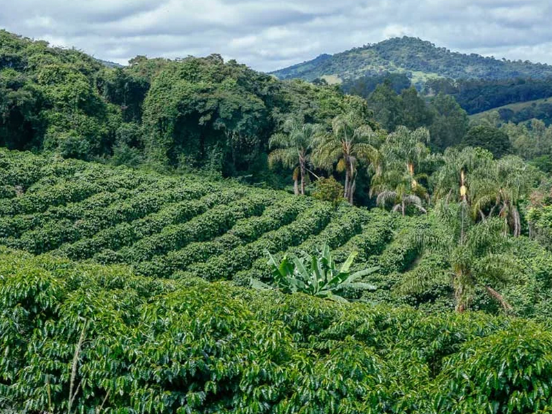 デカフェ コロンビア 【JAS認証 Decaf  Colombia Tolima Café Grande  Elvino Washed】