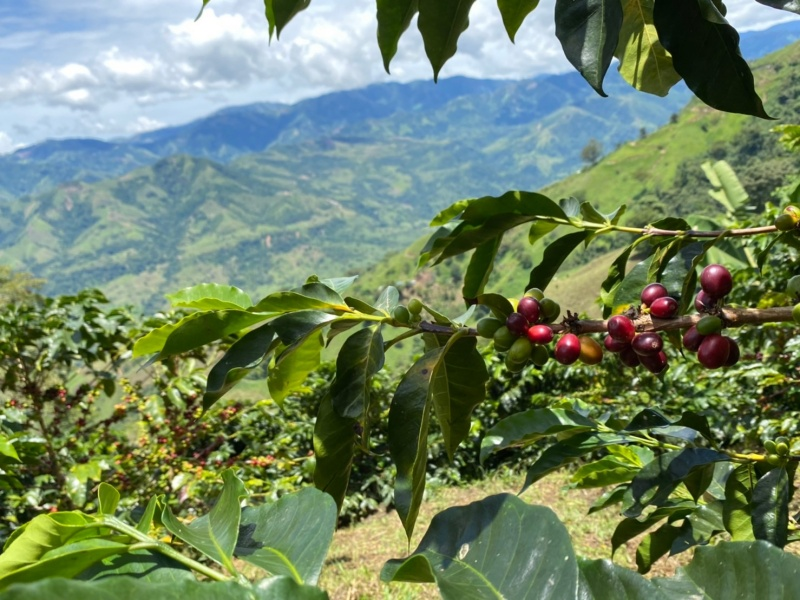 デカフェ コロンビア 【JAS認証 Decaf  Colombia Tolima Café Grande  Elvino Washed】