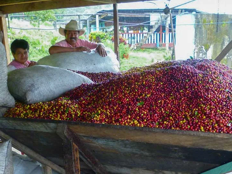 デカフェ コロンビア 【JAS認証 Decaf  Colombia Tolima Café Grande  Elvino Washed】