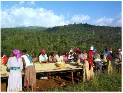 イルガチェフェ コンガ ウォッシュド 【Yirgacheffe Konga  G-1 Washed】