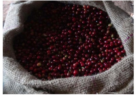 イルガチェフェ コンガ ウォッシュド 【Yirgacheffe Konga  G-1 Washed】