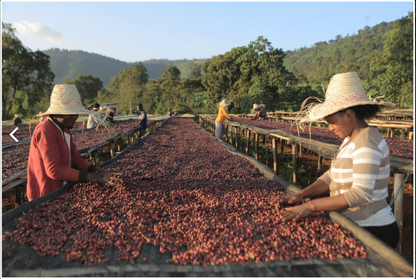 エチオピア ナチュラル 【Ethiopia Burtukaana Banko Chelchele #1 Natural】