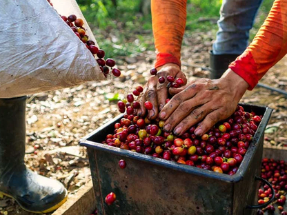 デカフェ コロンビア 【JAS認証 Decaf  Colombia Tolima Café Grande  Elvino Washed】