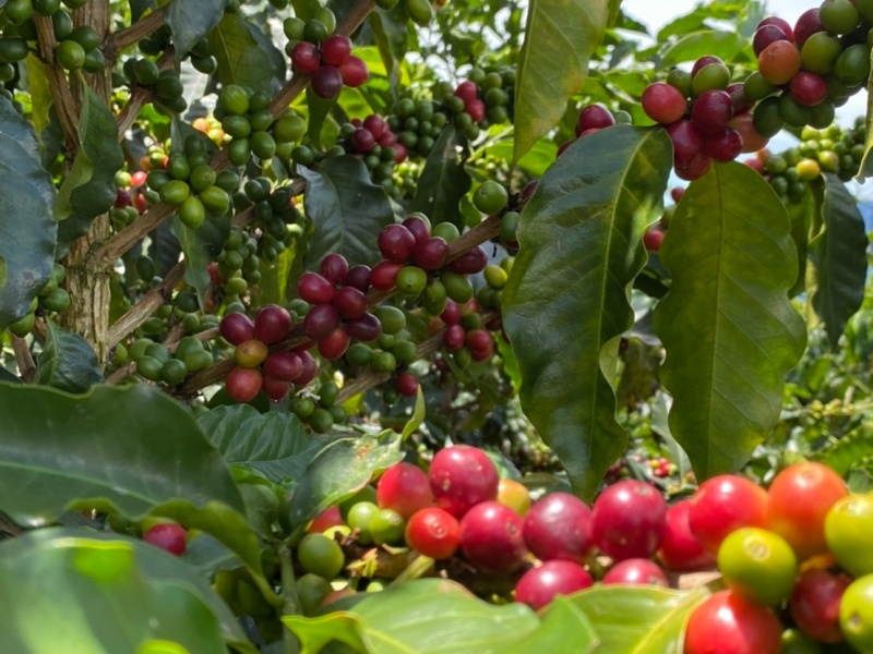 デカフェ コロンビア 【JAS認証 Decaf  Colombia Tolima Café Grande  Elvino Washed】